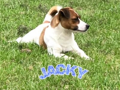 JACK RUSSEL STUD