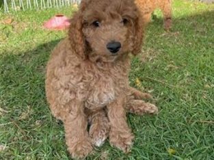 Cavoodle Puppies (King Charles x Toy Poodle)