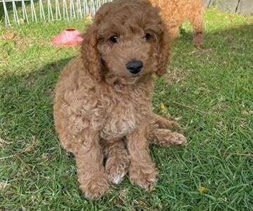 Cavoodle Puppies (King Charles x Toy Poodle)