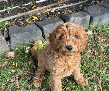 Cavoodle Puppies (King Charles x Toy Poodle)