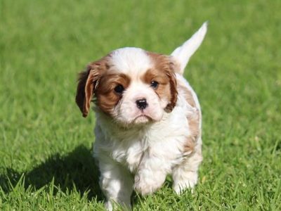 Two Cavalier King Charles