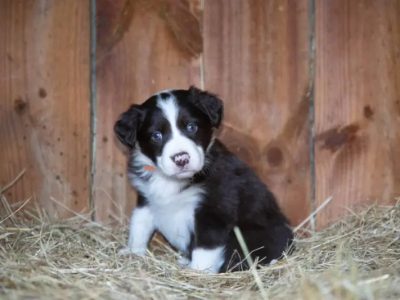 Pure Bred Border Collie Puppies