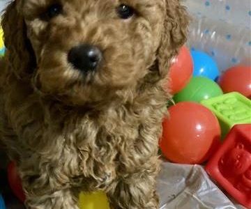 Stunning Standard Groodles