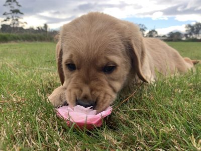 Golden Retriever Female Puppy