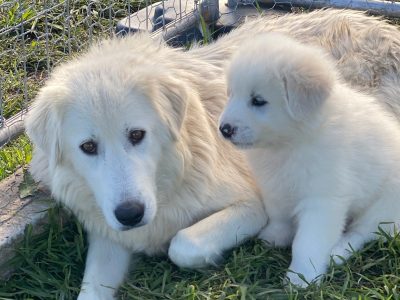 Maremma Puppies