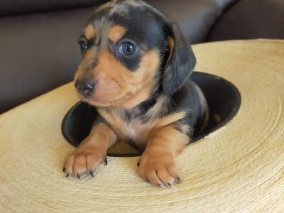 Mini Dachshund Puppies READY 18 july