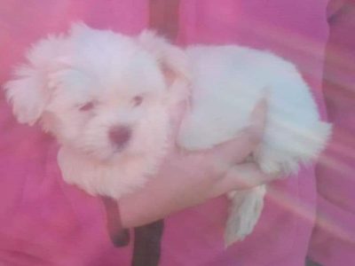 Shih Tzu X Maltese puppies