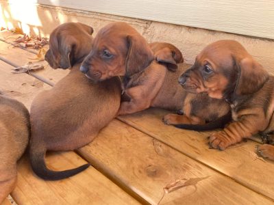 Pure Mini Dachshunds
