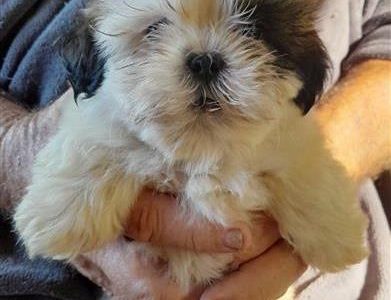 Shihtzu puppies