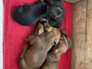 Mini Dachshund Puppies