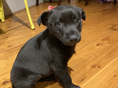 Black and Black and White Kelpie Puppies