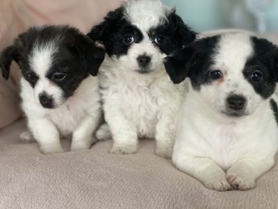 Jackapoo Puppies for Sale