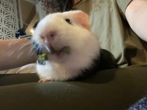 Two male Guinea pigs need new home