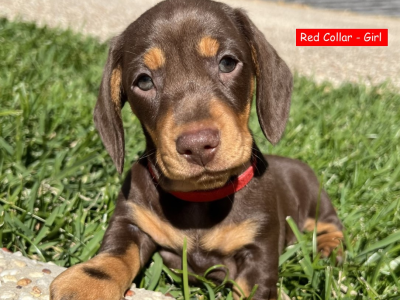 Pure Bred Mini Dachshund Chocolate and Tan Puppies