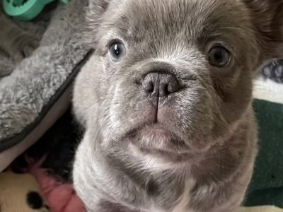 French bulldog puppies