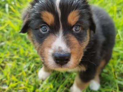 Australian Shepherd Puppies