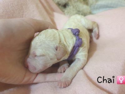 Beautiful labradoodle puppies available Aug 22