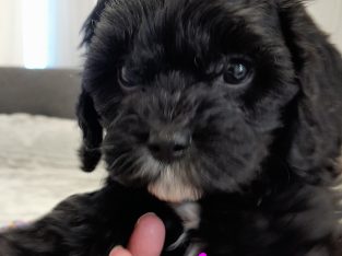Stunning toy cavoodles DNA clear