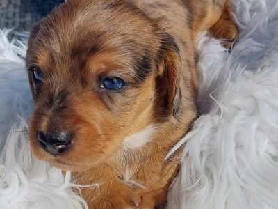 Beautiful Miniature Dachshunds