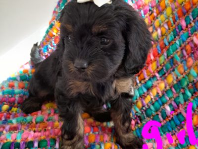 Stunning toy cavoodles DNA clear