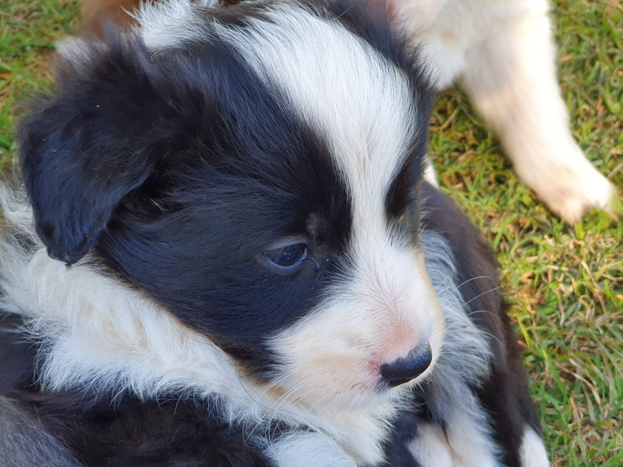 Purebred longhaired border collie male