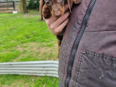 Mini Dachshund Puppies!