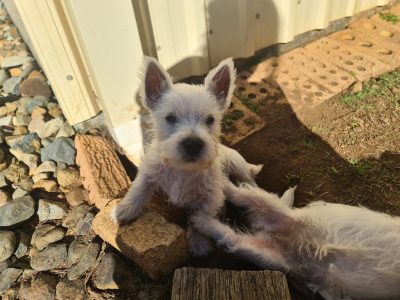 West highland white terriers