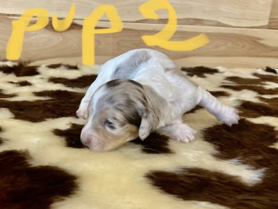 Long Haired Pied Dapple Mini Dachshunds