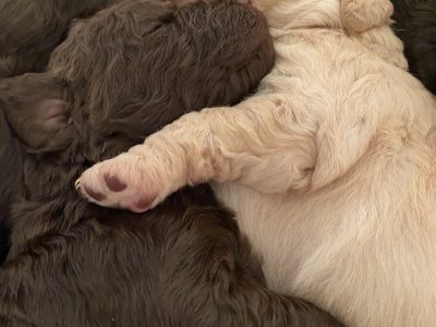 Holistically-Raised Labradoodle Puppy + Care Pack