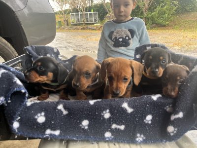 Mini Dachshund Puppies!