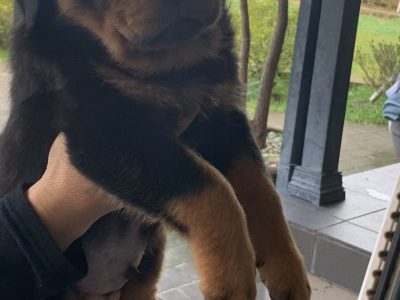 Purebred Rottweiler Pups
