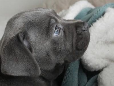 Staffordshire Bull Terrier Puppies