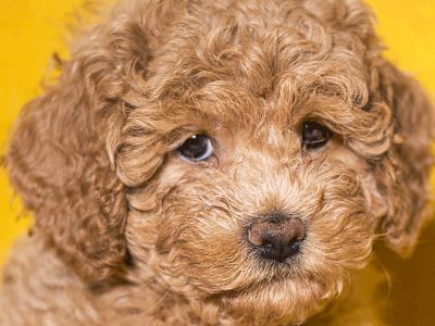 Cavoodle Puppies 9 weeks old