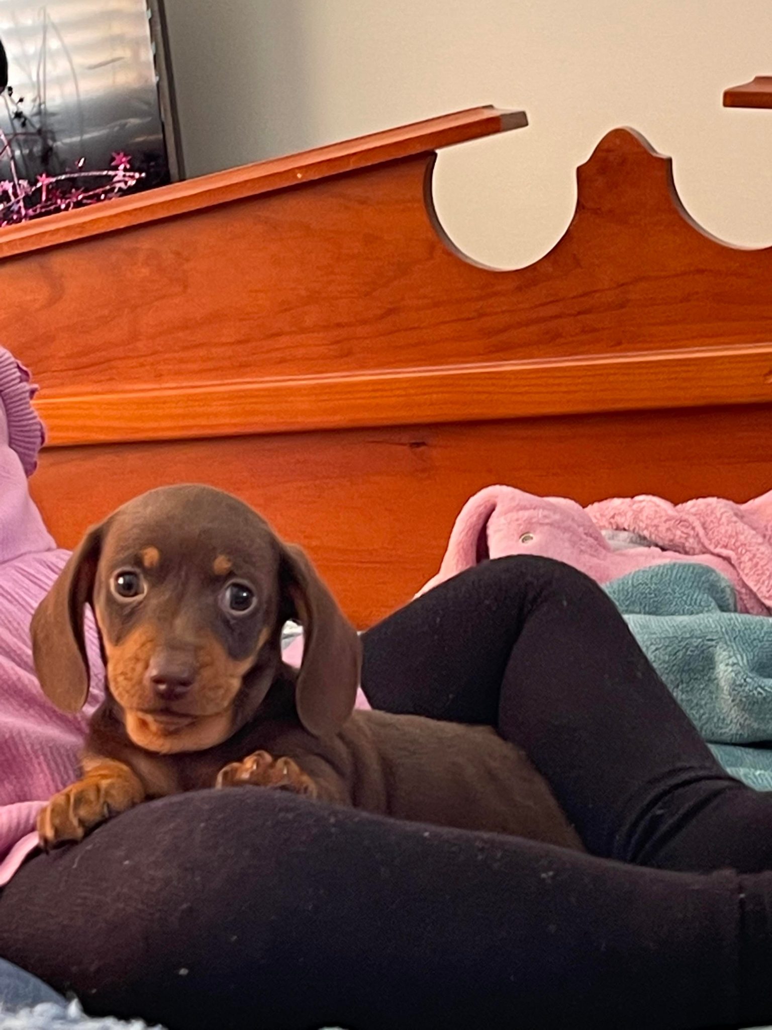 dachshund looking for loving homes