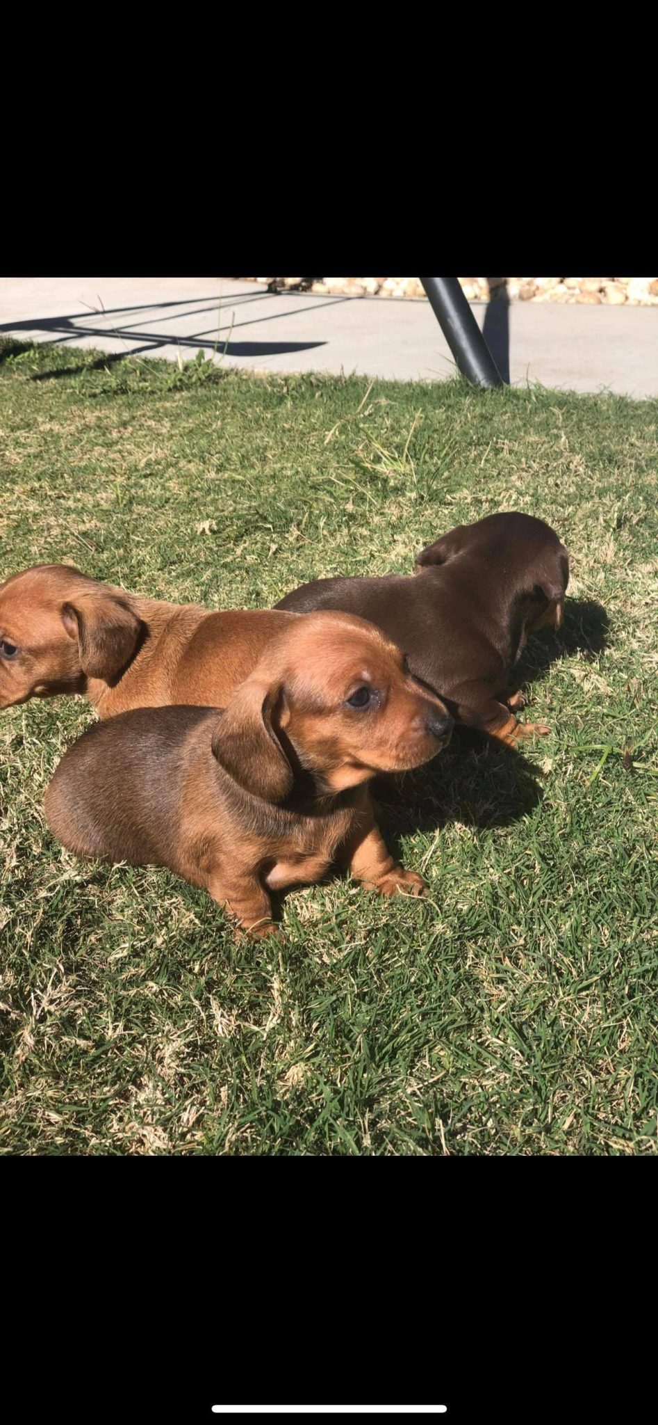 dachshund looking for loving homes