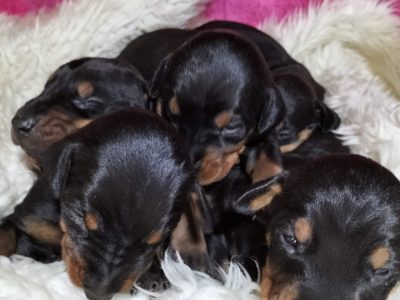 Pure breed Doberman puppies European and American