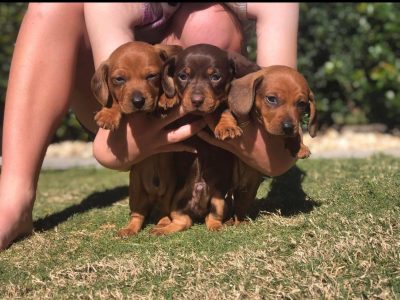 dachshund looking for loving homes