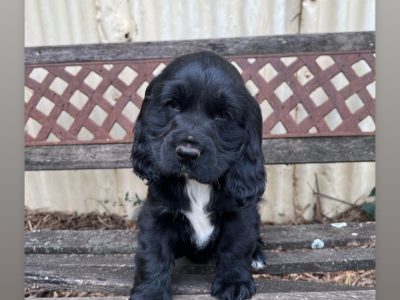 Pure English Cocker Spaniel puppies