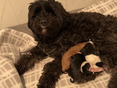 Toy cavoodles for sale Australia wide transport