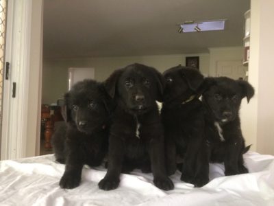 Golden Shepherd puppies