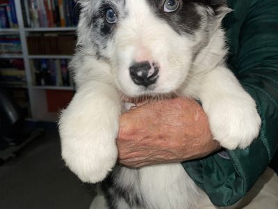 Border collie blue Merle puppies