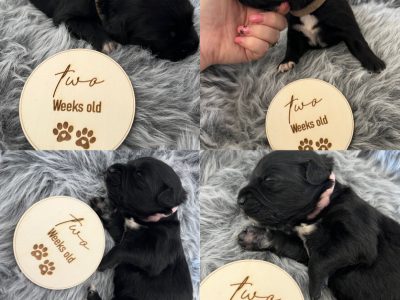 Golden Retriever x Border Collie puppies 🐶