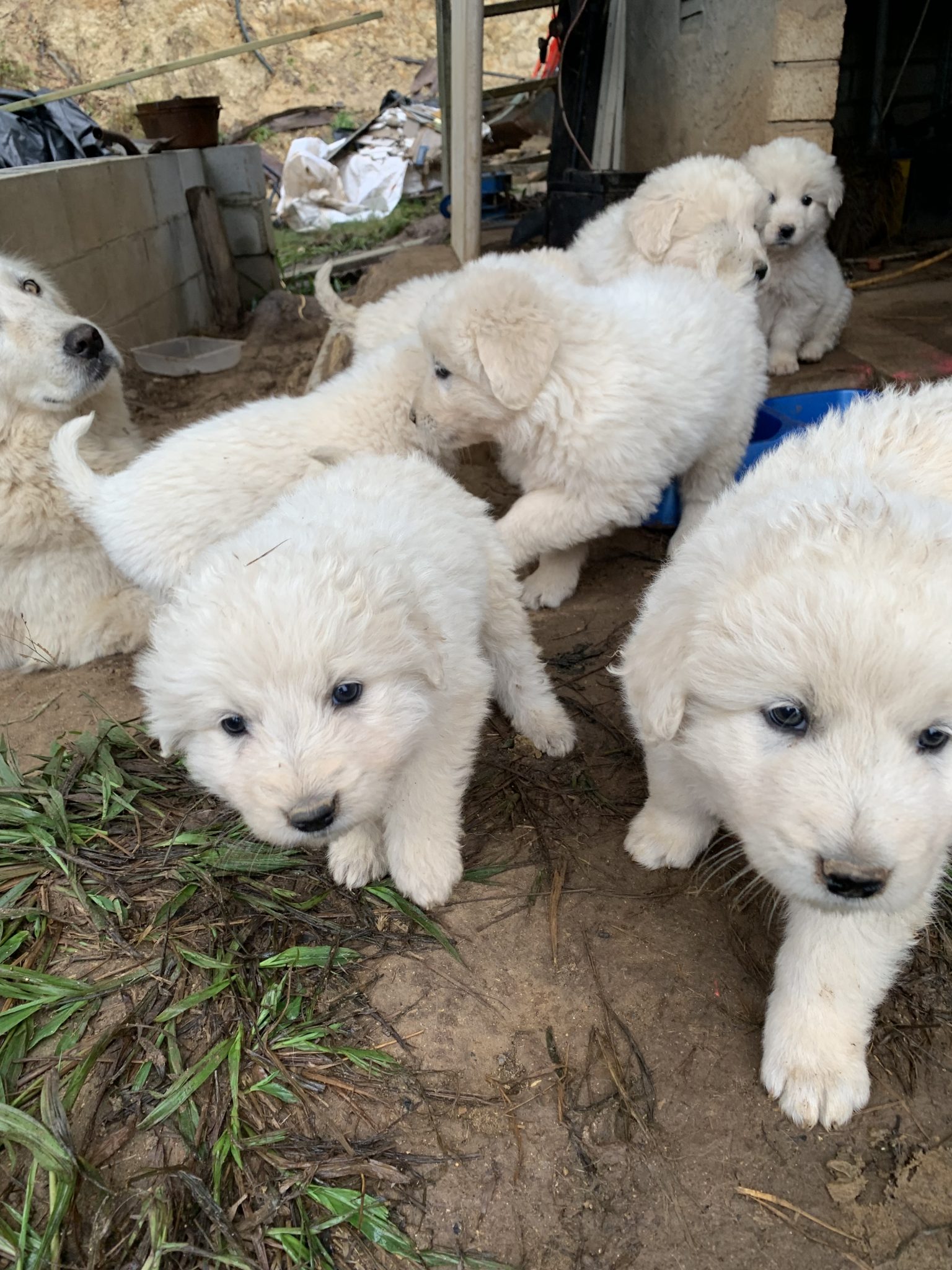 Purebred Maremma Bellthorpe PetsForHomes
