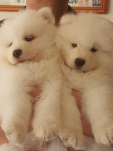 Purebred Samoyed Puppies (Priced to sell huge redu