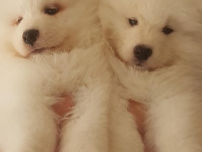 Purebred Samoyed Puppies (Priced to sell huge redu