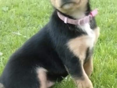 Bordercollie x kelpie puppies for sale