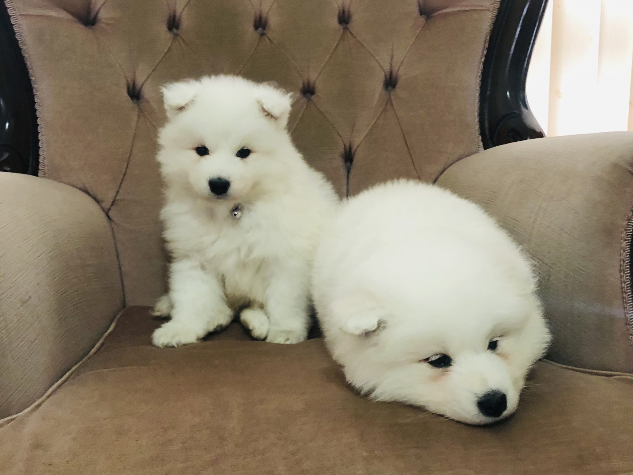 Purebred Samoyed Puppies (Priced to sell huge redu