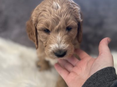 Standard Groodle Puppies from DNA clear parents