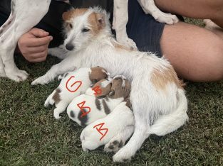 Jack Russell Puppies – 3 male, 1 female