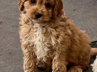 STUNNING TOY CAVOODLE PUPPIES